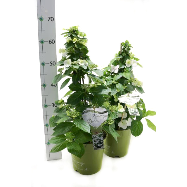 hydrangea macrophylla runaway bride