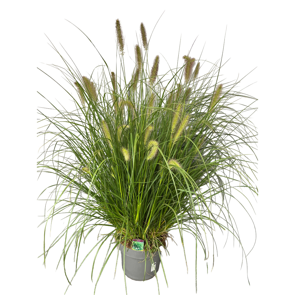 pennisetum alopecuroides hameln