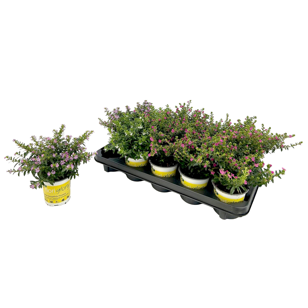 Cuphea hyssopifolia floriglory