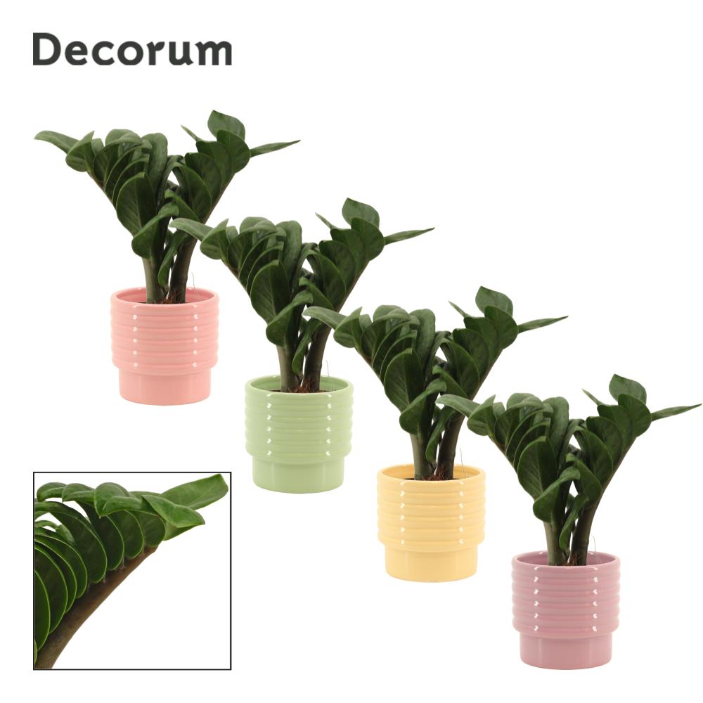 Zamioculcas