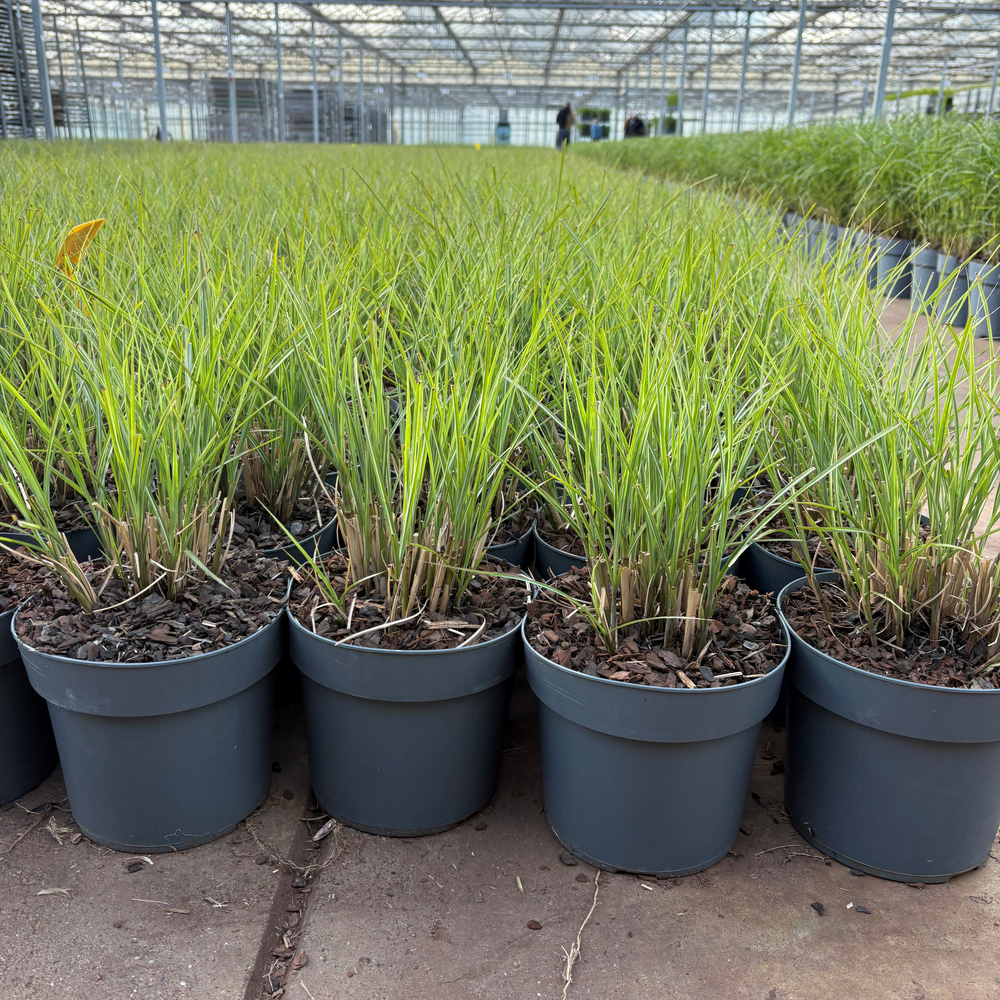 Miscanthus sinensis gracillimus