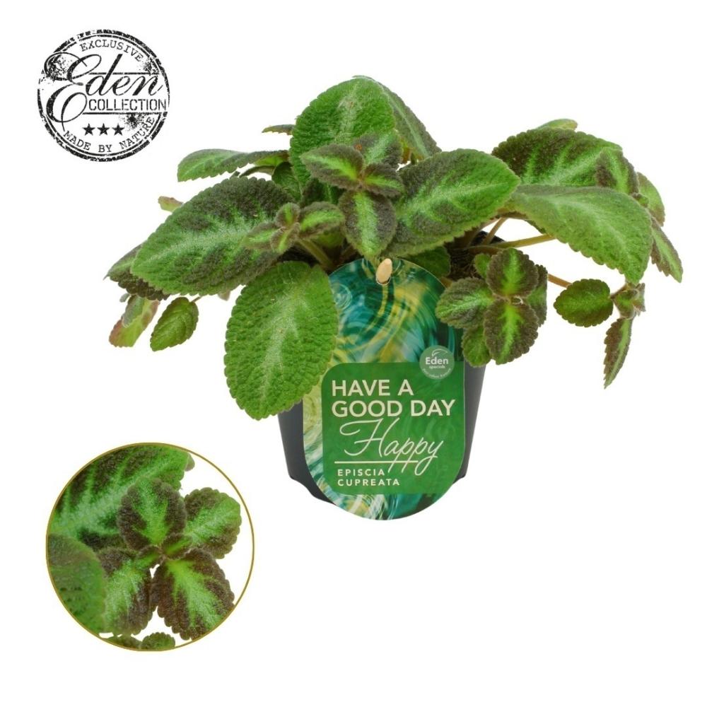 Episcia