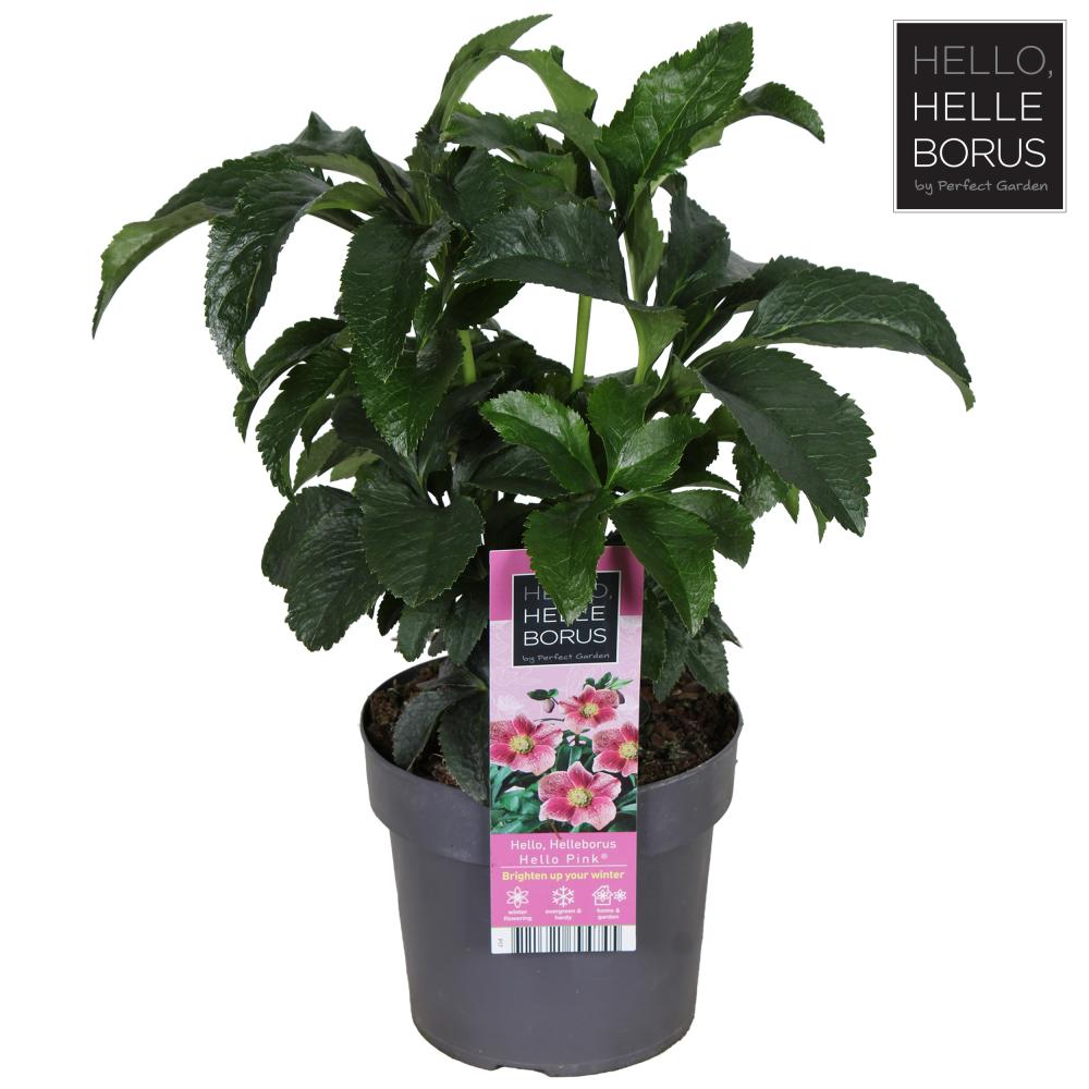 Helleborus