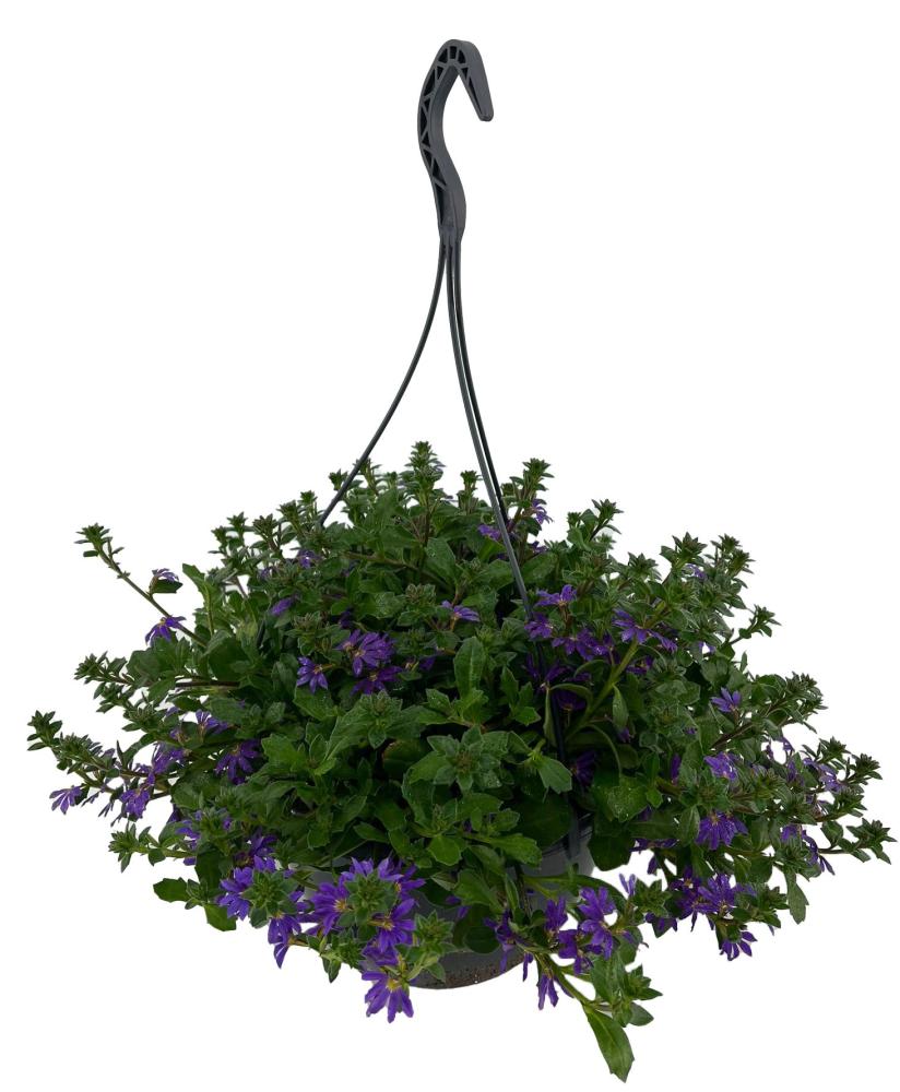 scaevola