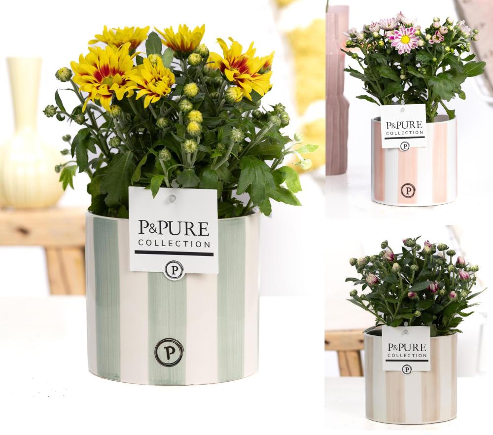 Chrysanthemum