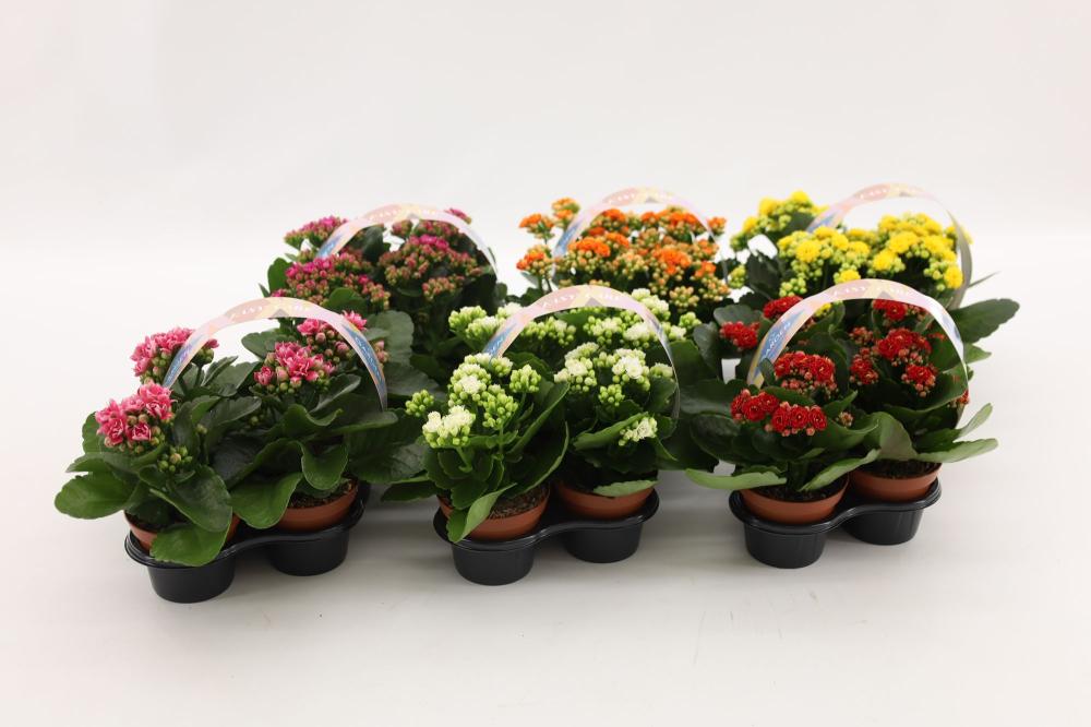 kalanchoe fleurs doubles