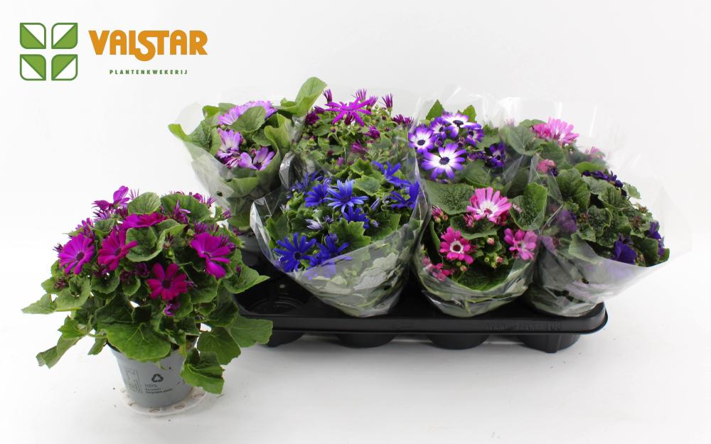 Cineraria - pericallis