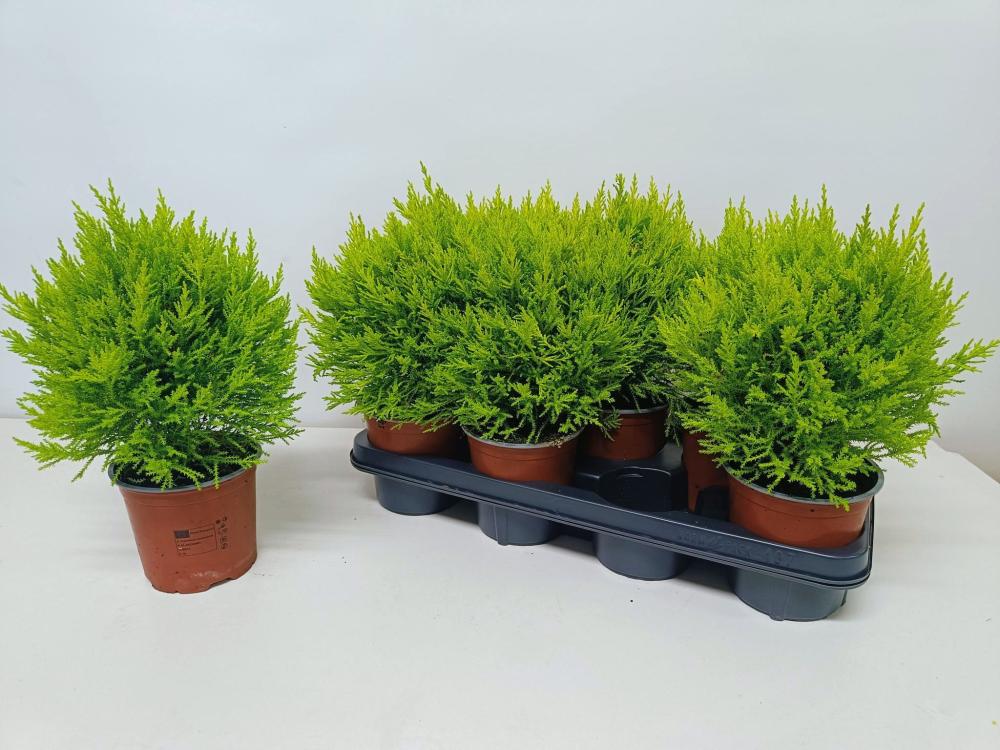 Cupressus