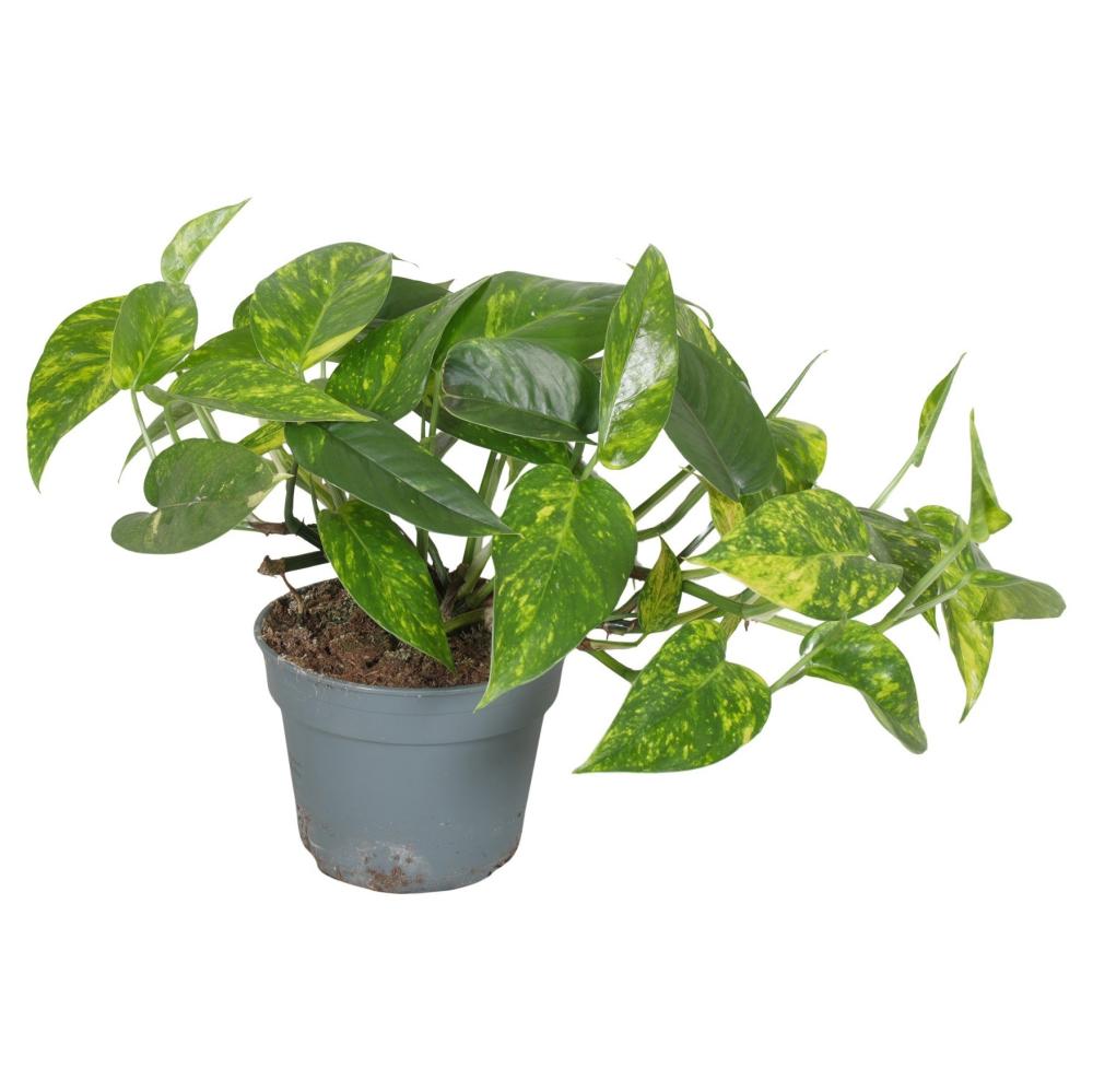 Scindapsus