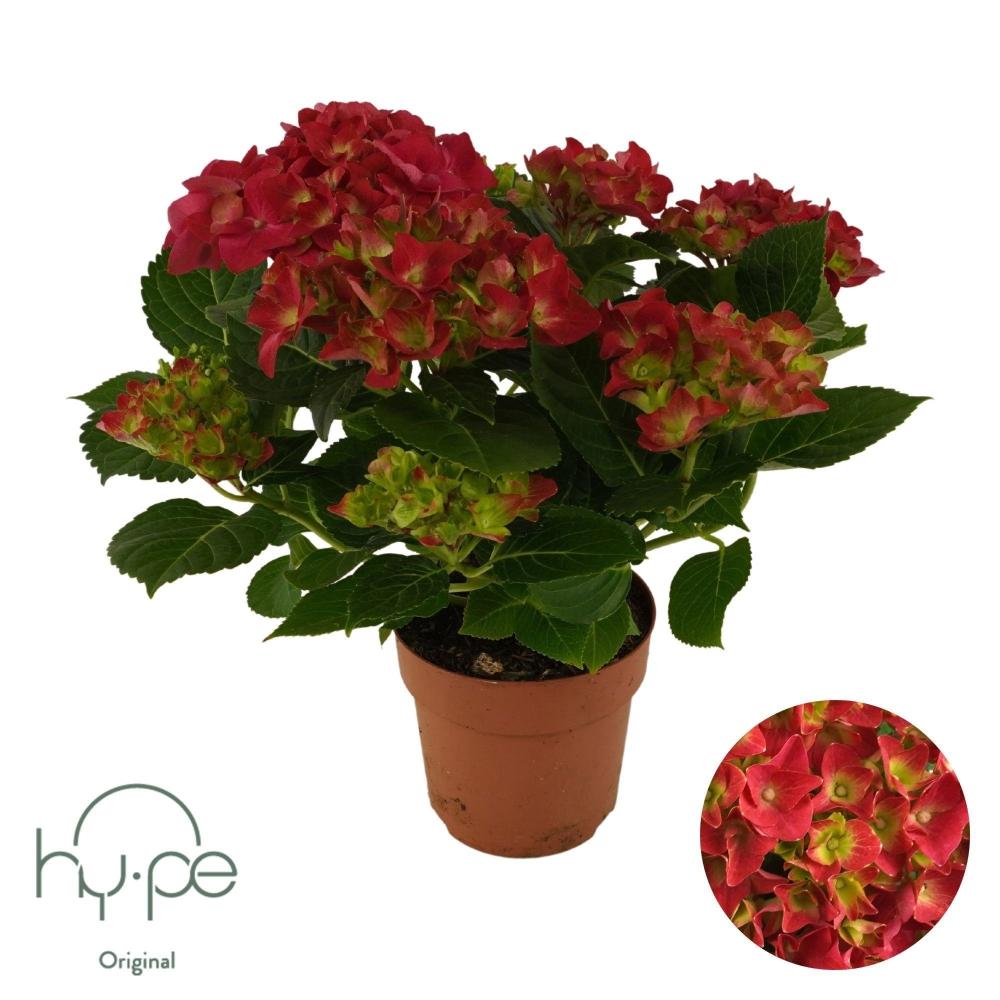 hydrangea
