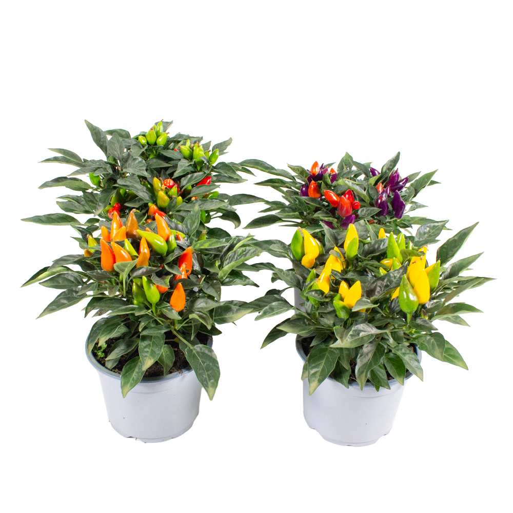 capsicum annuum