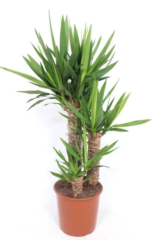 yucca