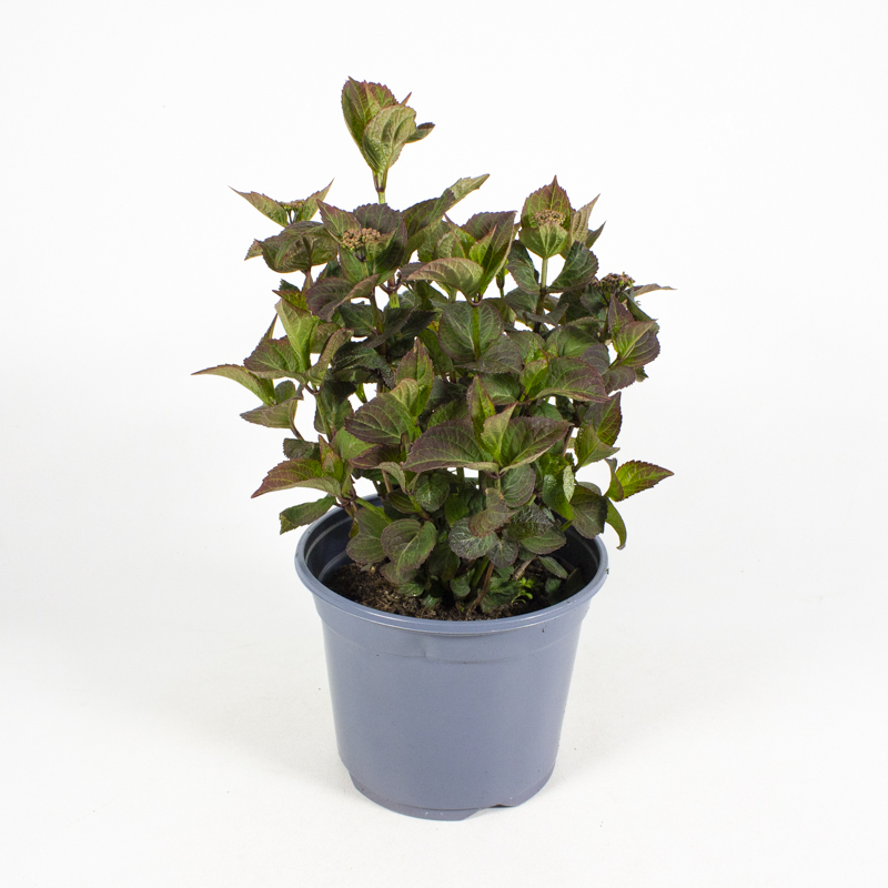 Hydrangea serrata daredavil