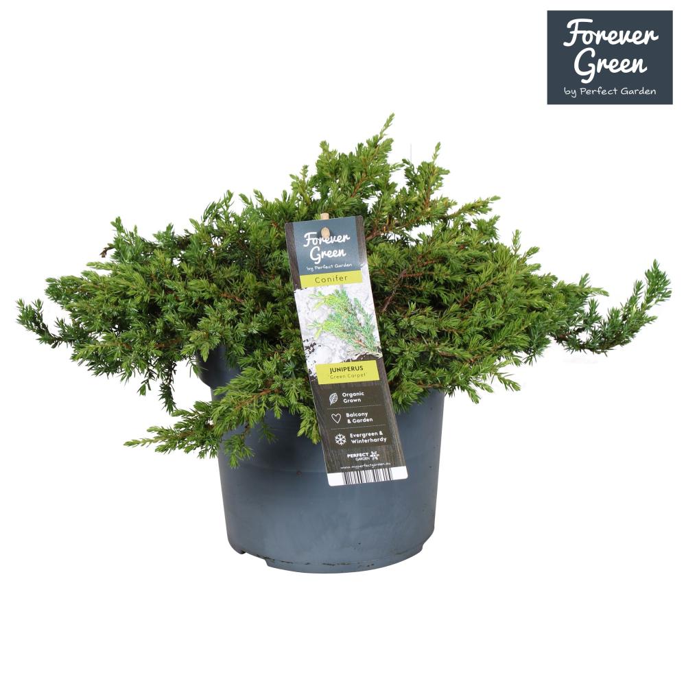 juniperus