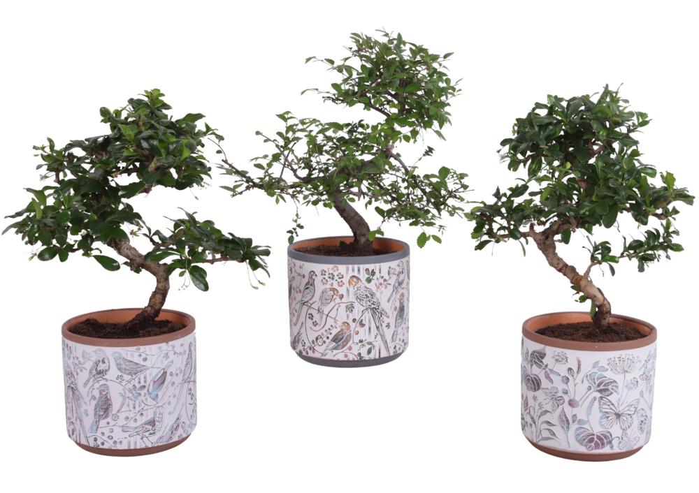 bonsai