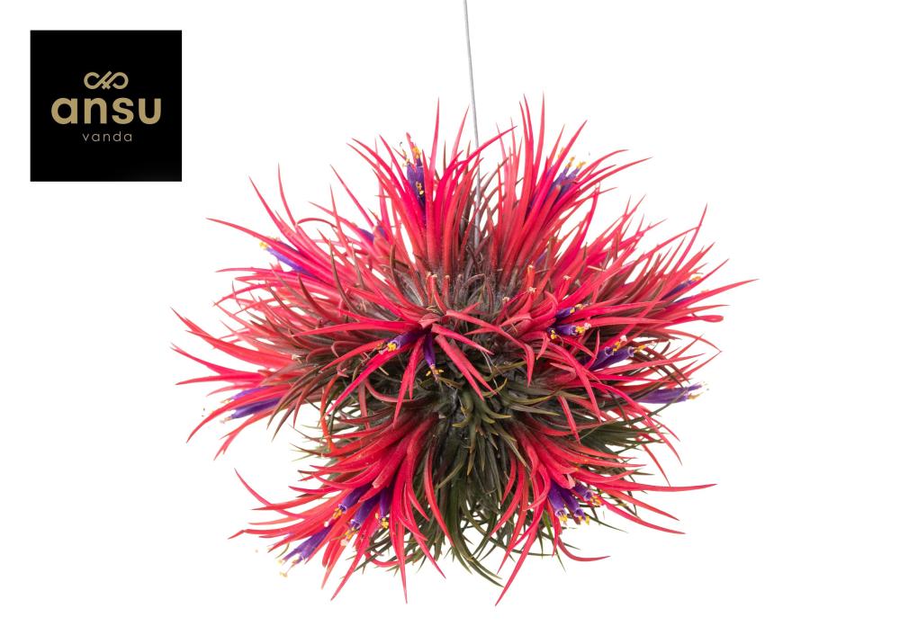 Tillandsia