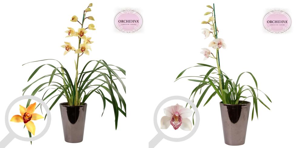 Cymbidium