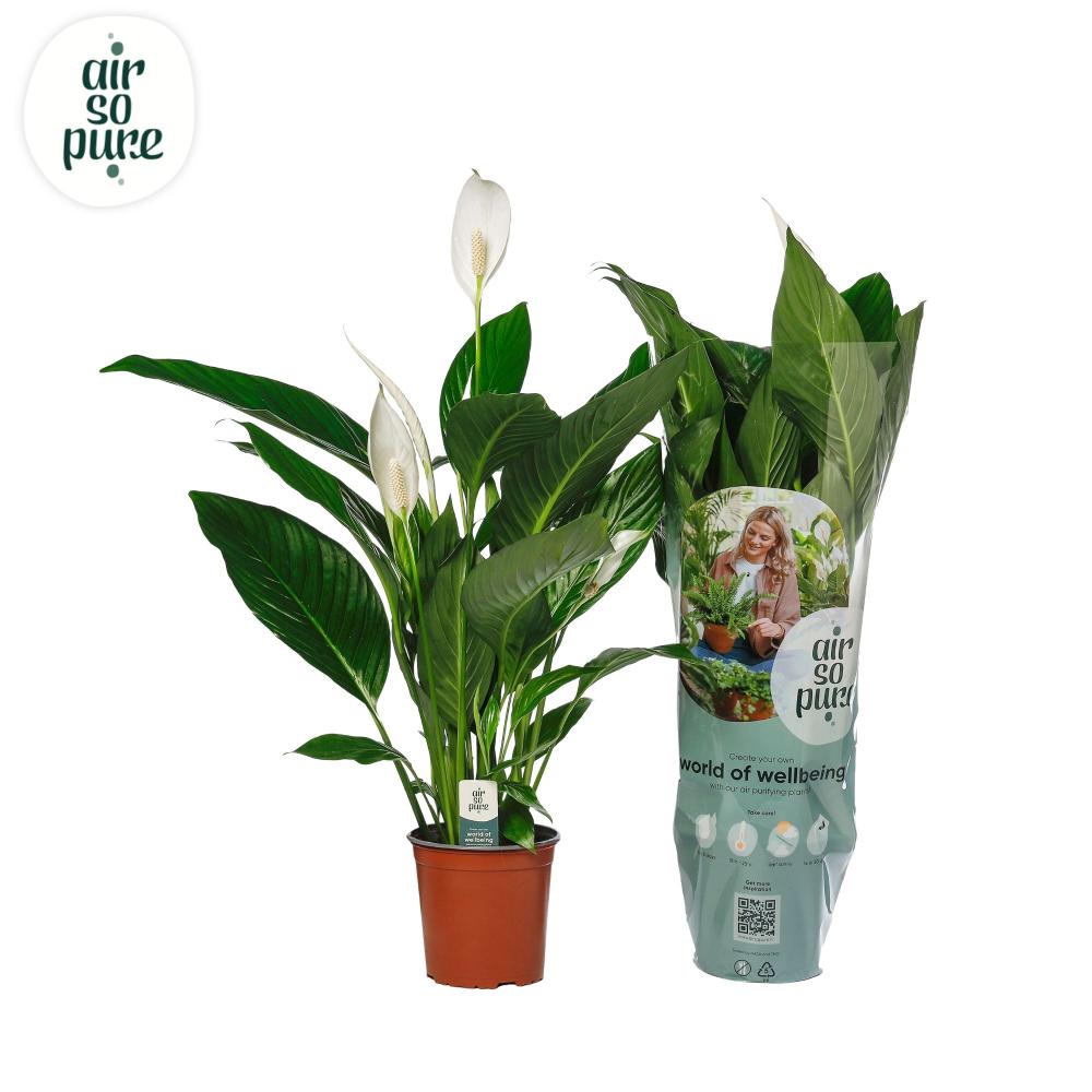 Spathiphyllum
