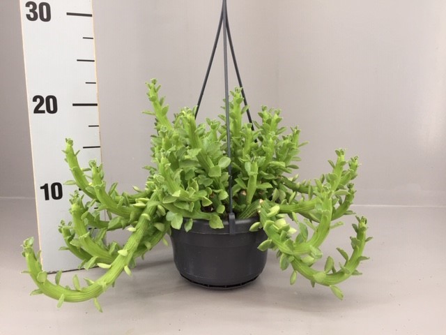Euphorbia