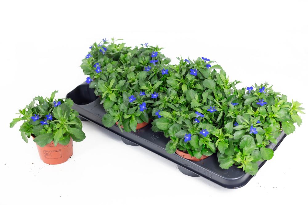 lobelia