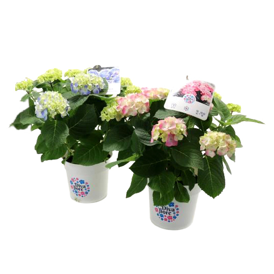 hydrangea macrophylla diva fiore