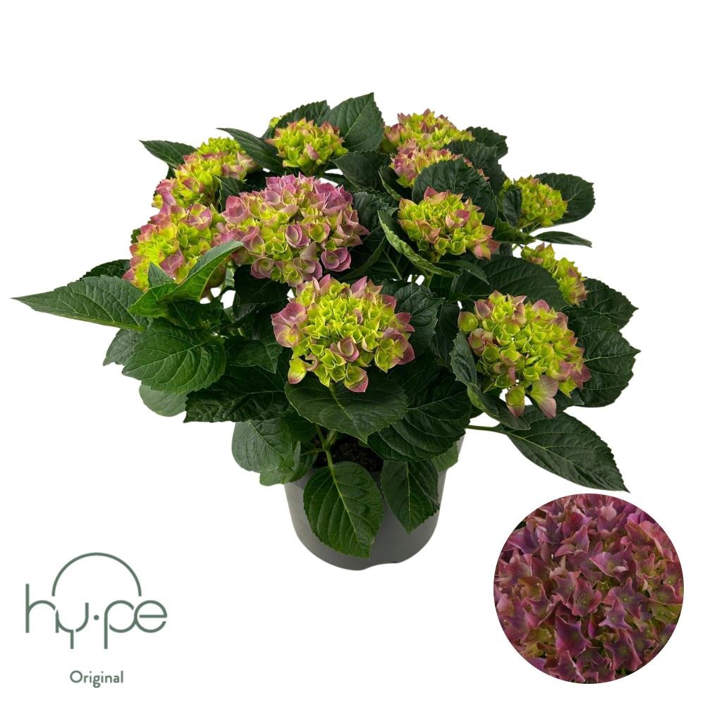 hydrangea