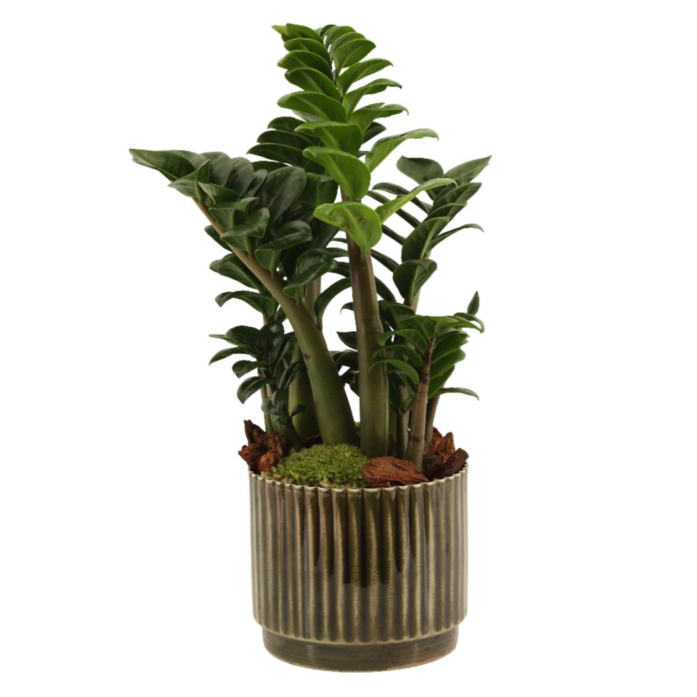 Zamioculcas