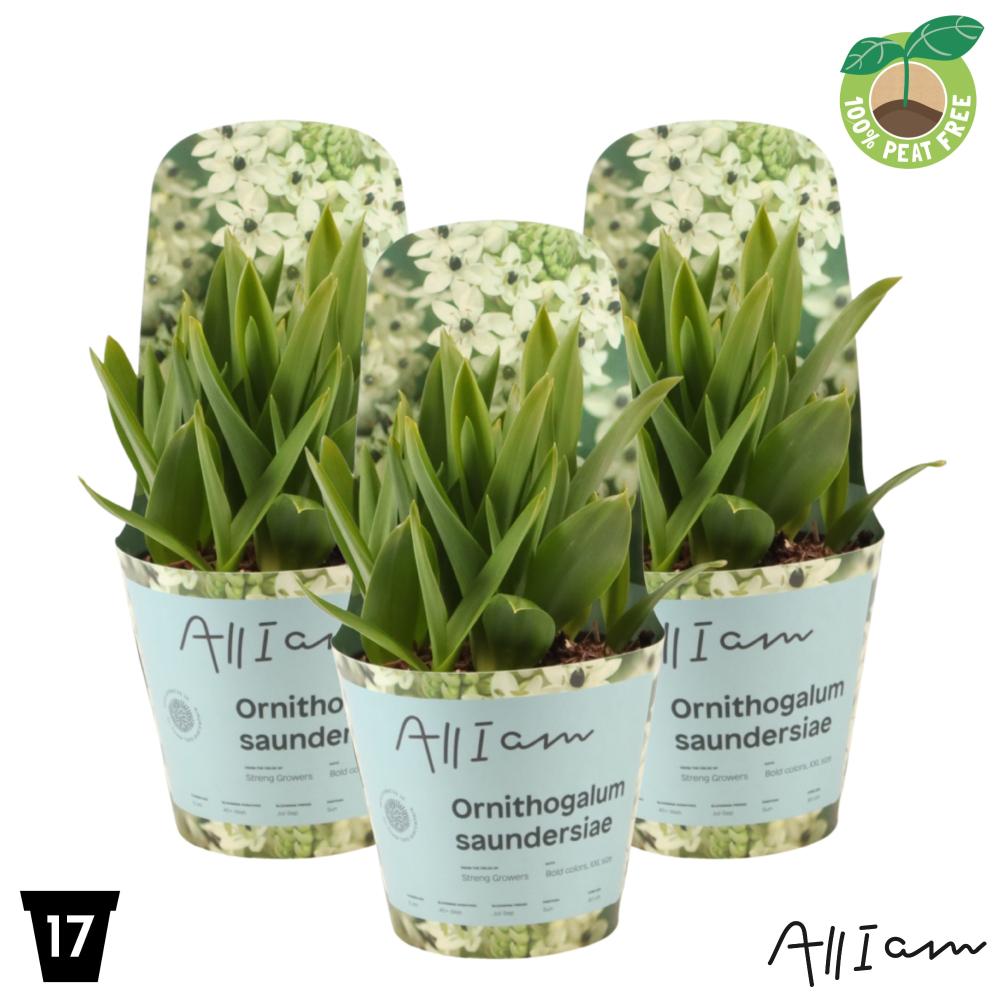 Ornithogalum