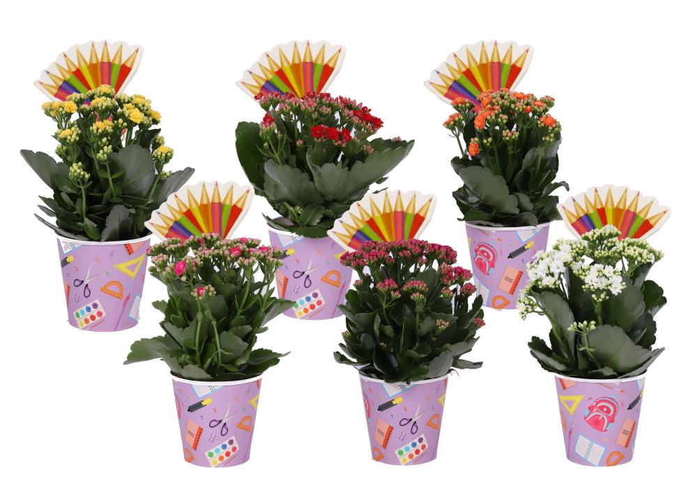 Kalanchoe rosalina