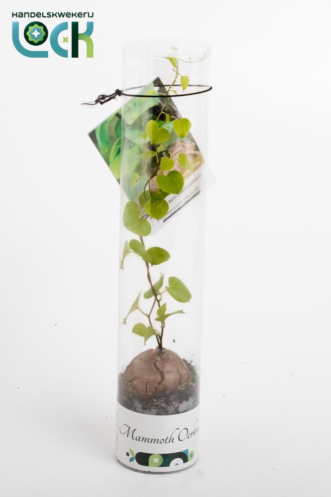dioscorea