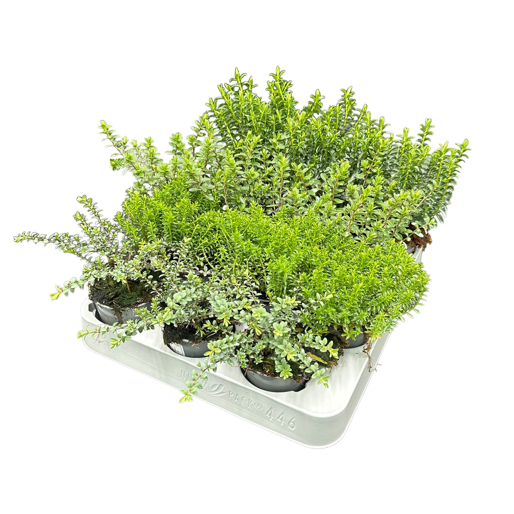 hebe armstrongii mini