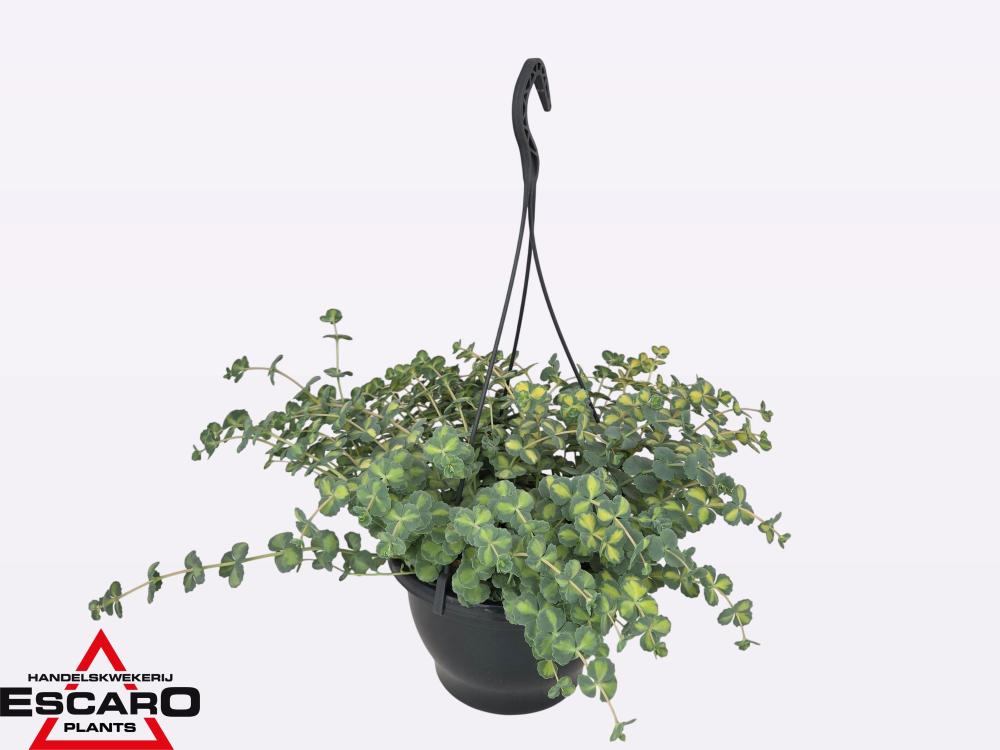 Sedum
