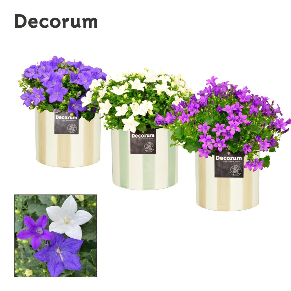 campanula