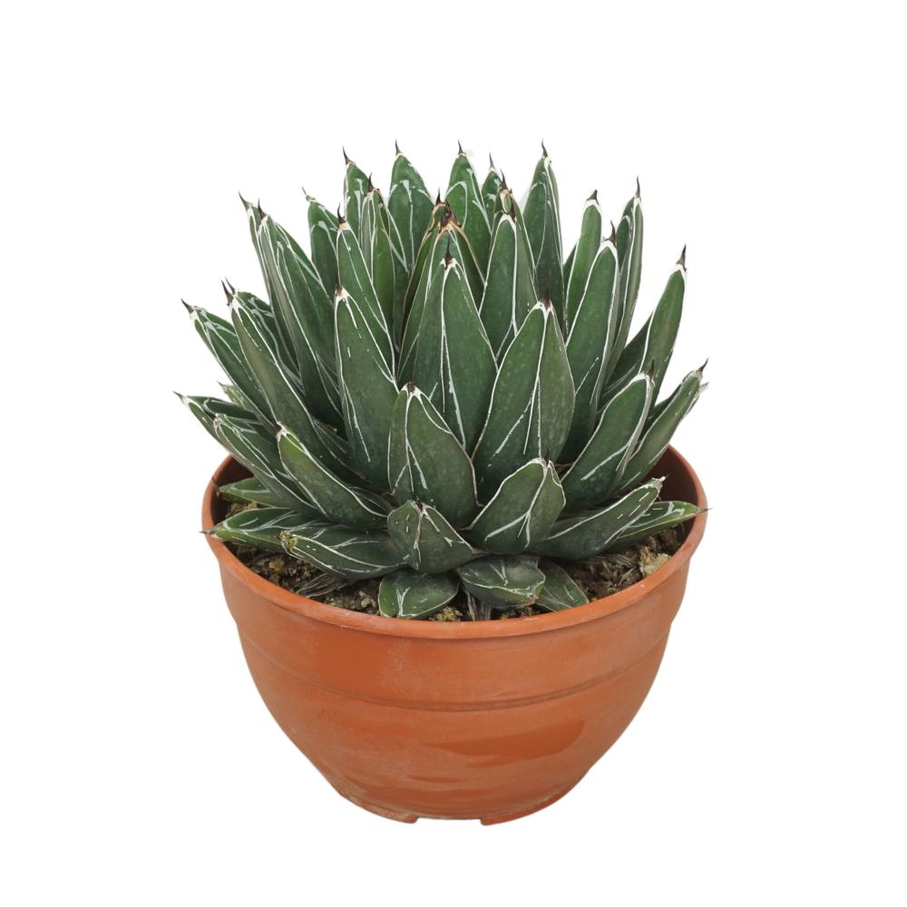 agave