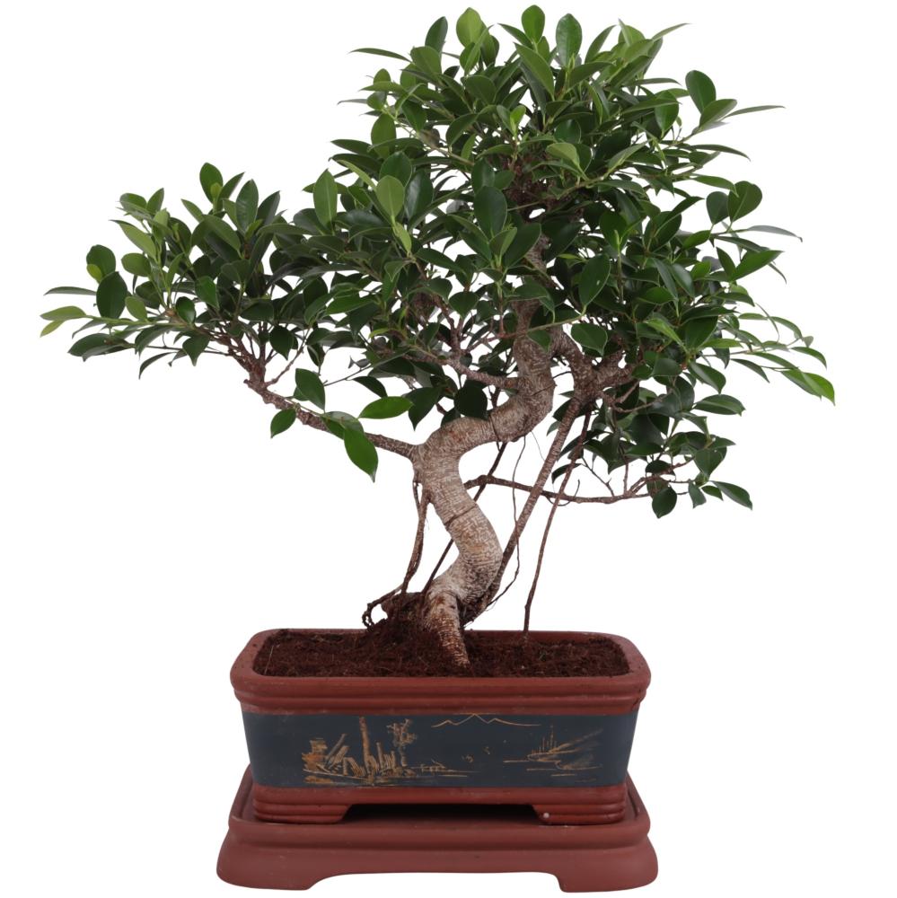 bonsai