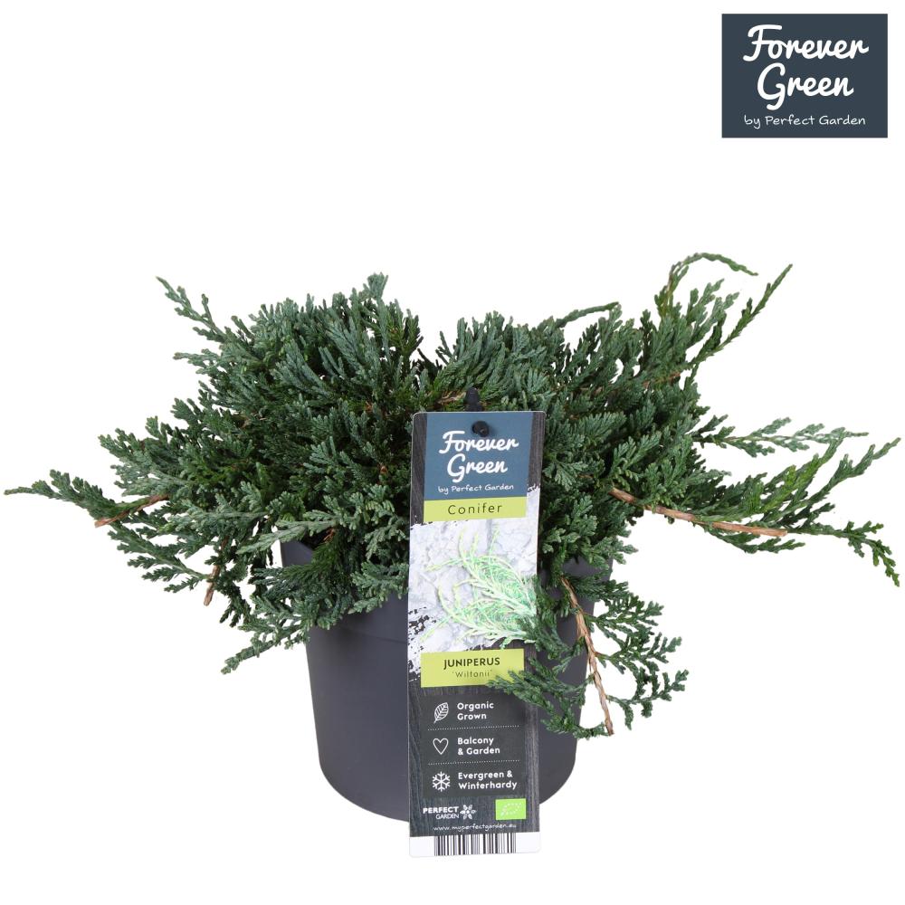 juniperus