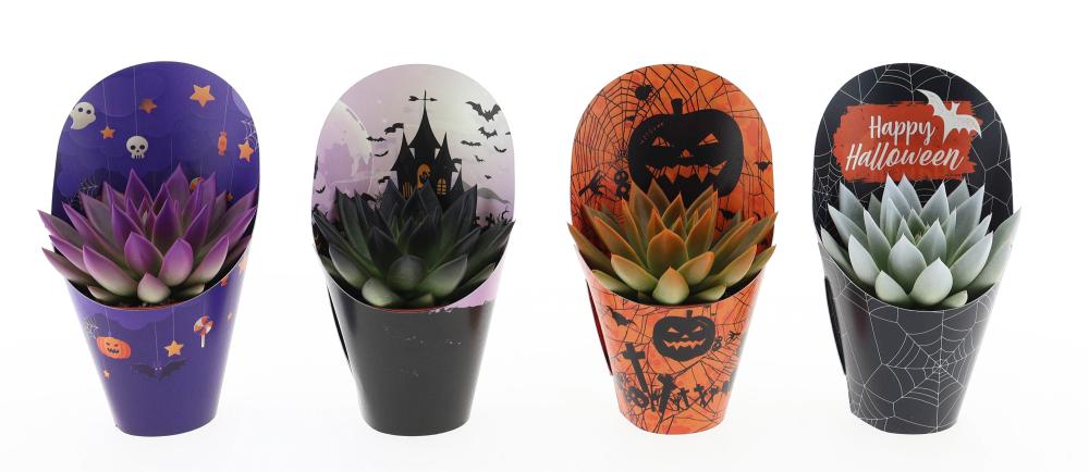 echeveria
