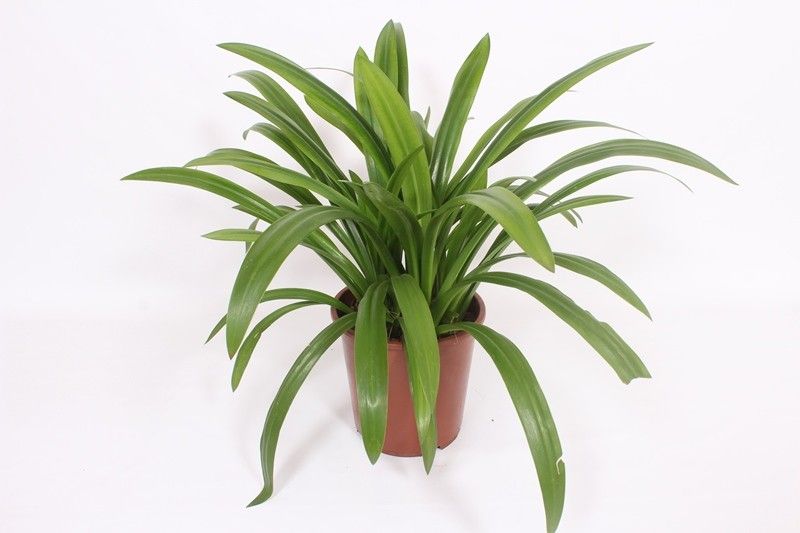 Hymenocallis