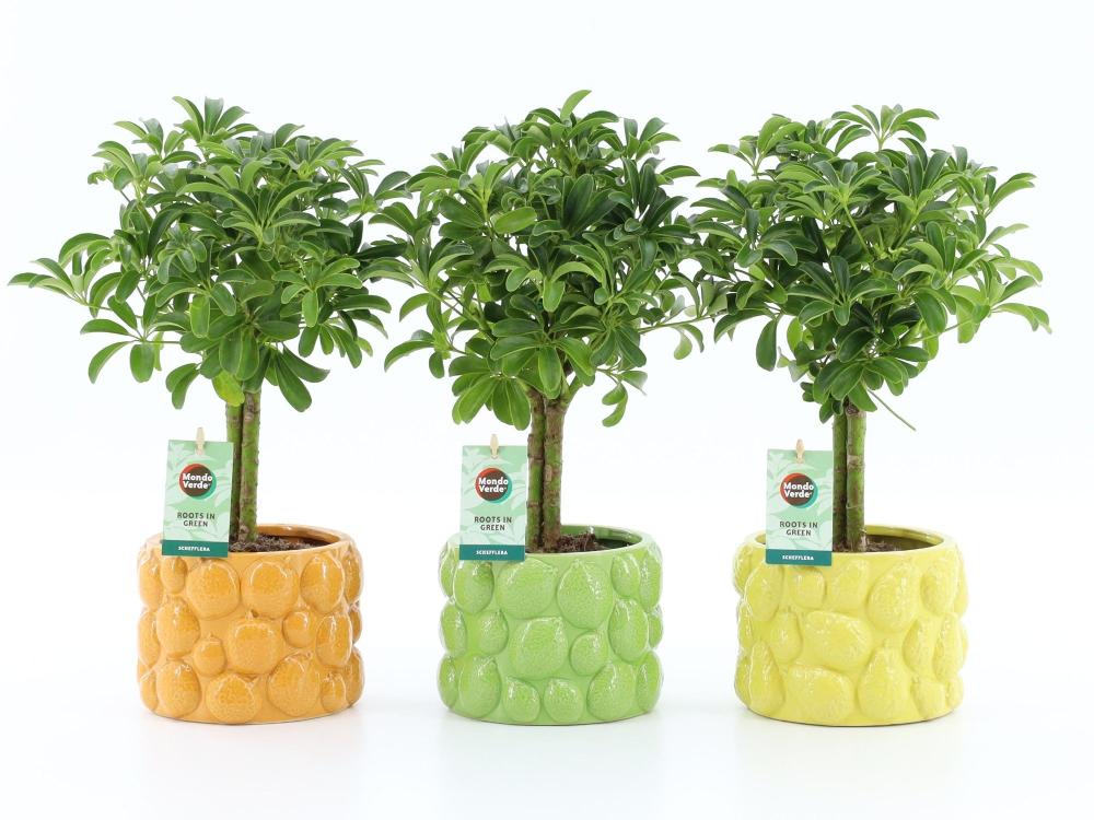 Schefflera