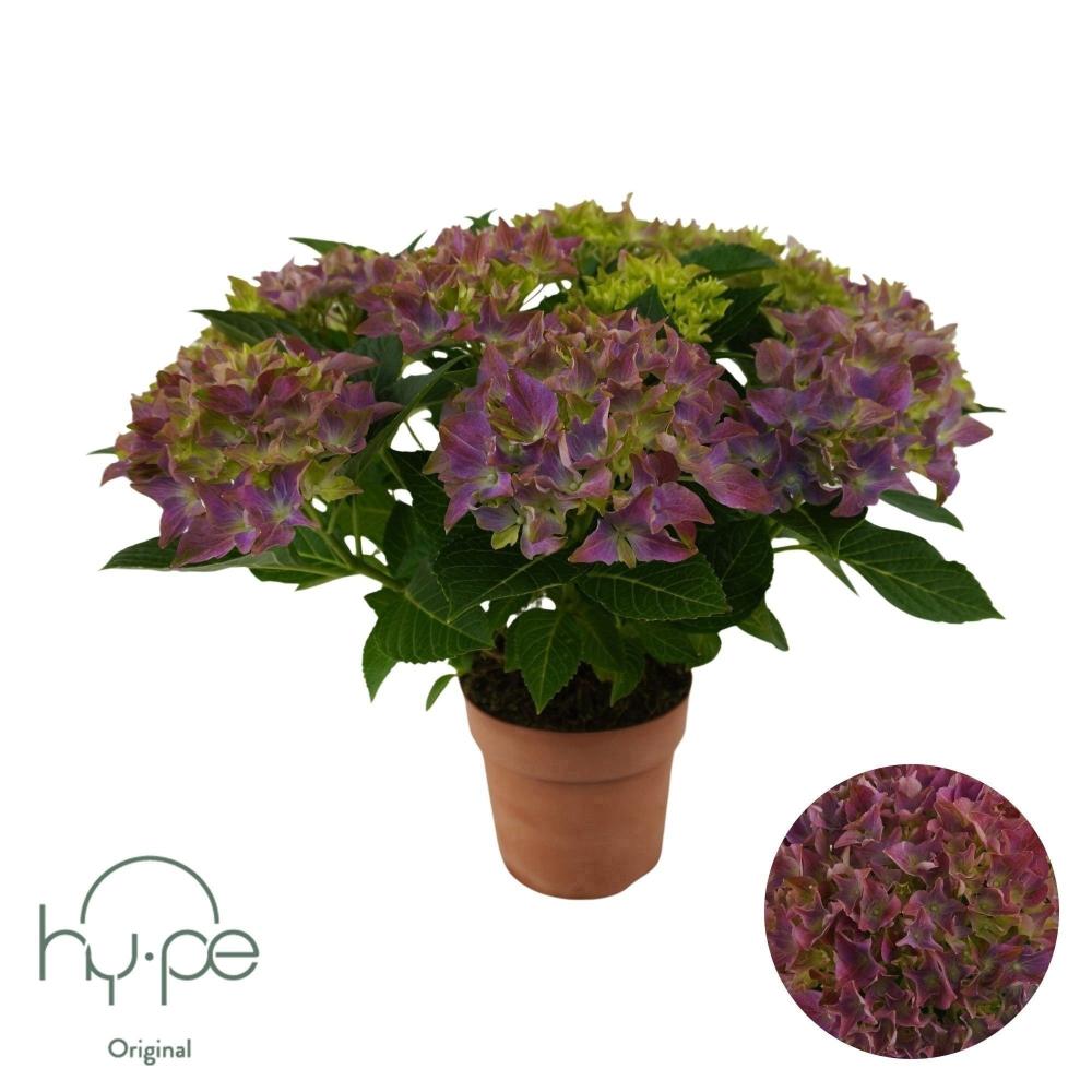 hydrangea