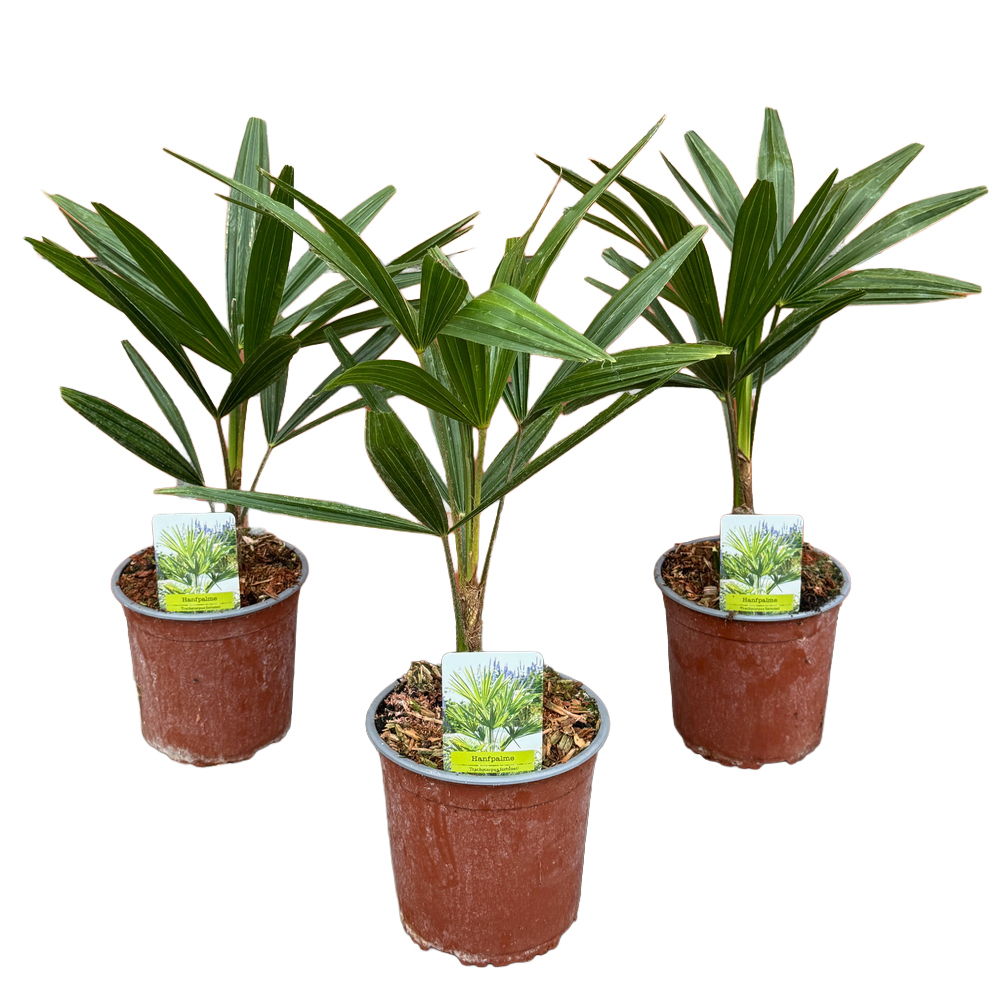 Trachycarpus fortunei