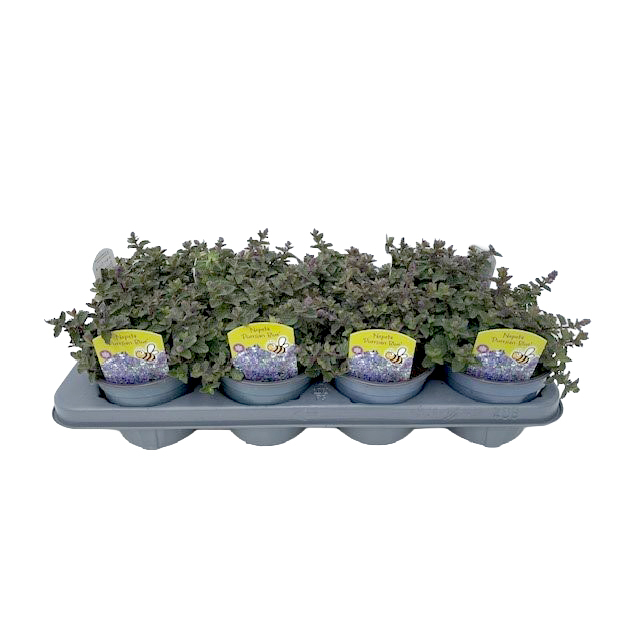 Nepeta purrisan blue