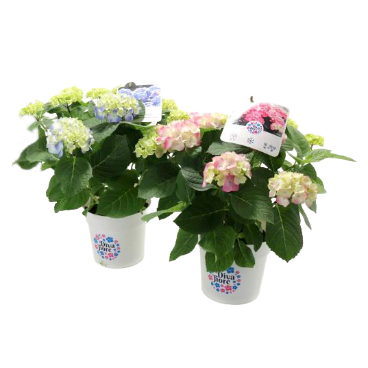 hydrangea macrophylla diva fiore