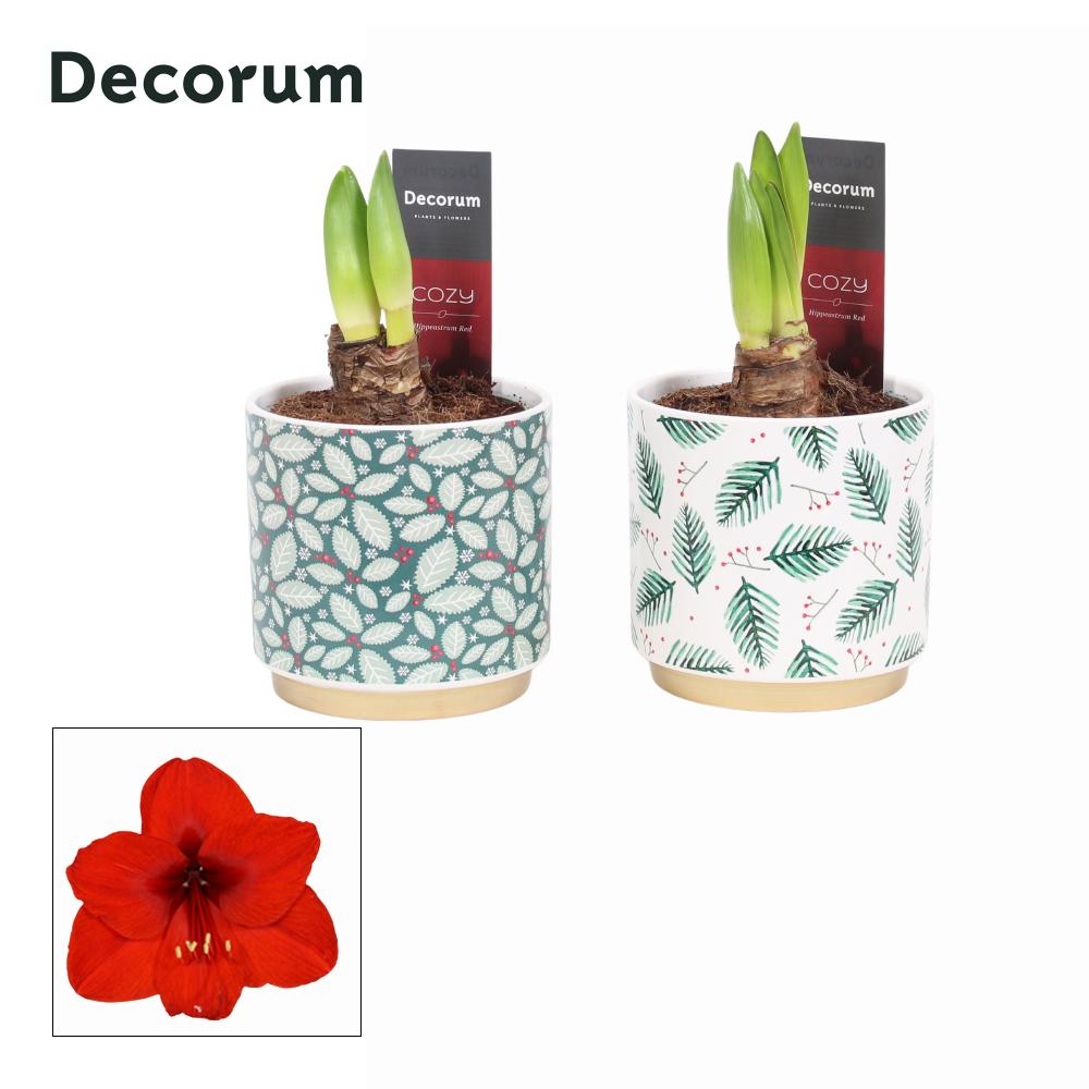 amaryllis-hippeastrum
