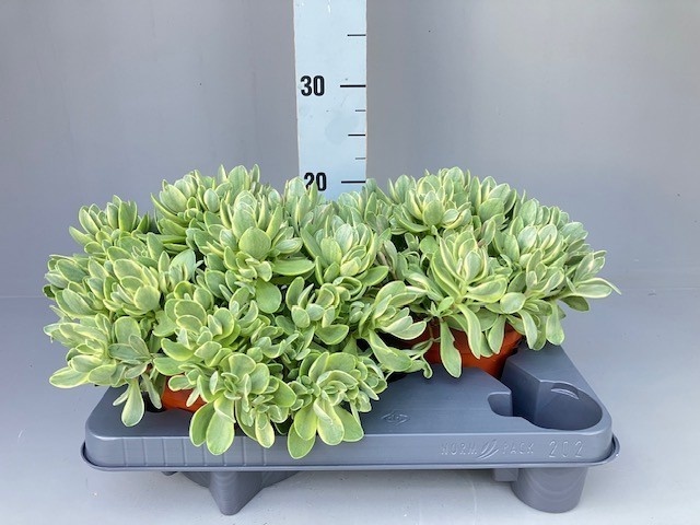 Crassula