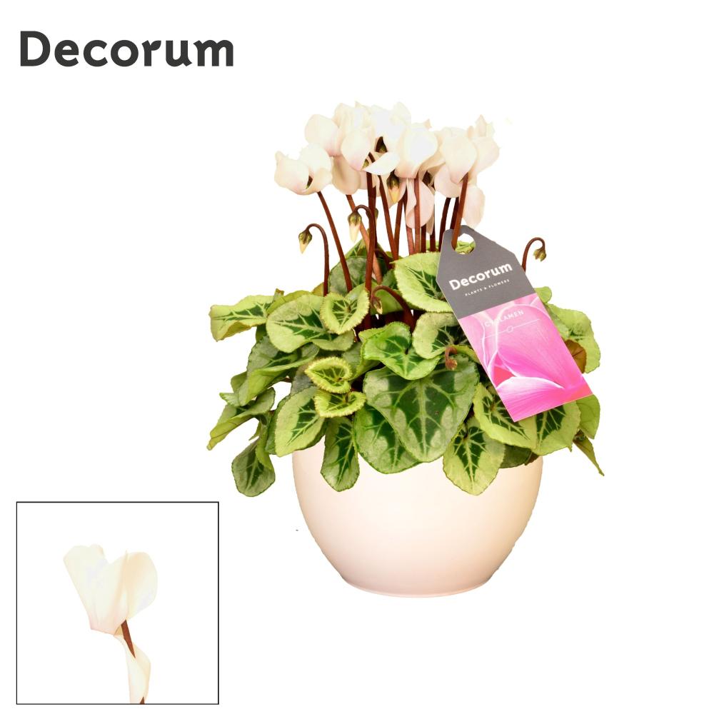 cyclamen