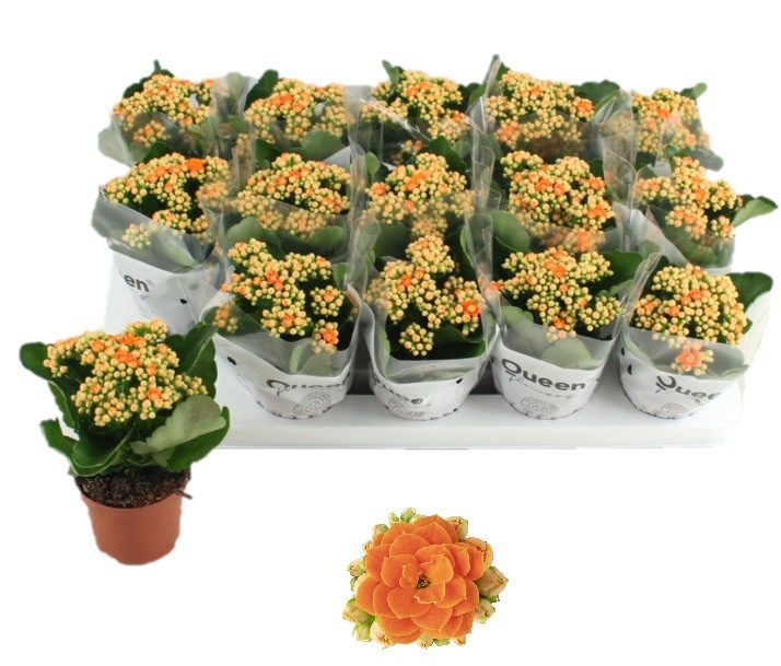 kalanchoe fleurs doubles