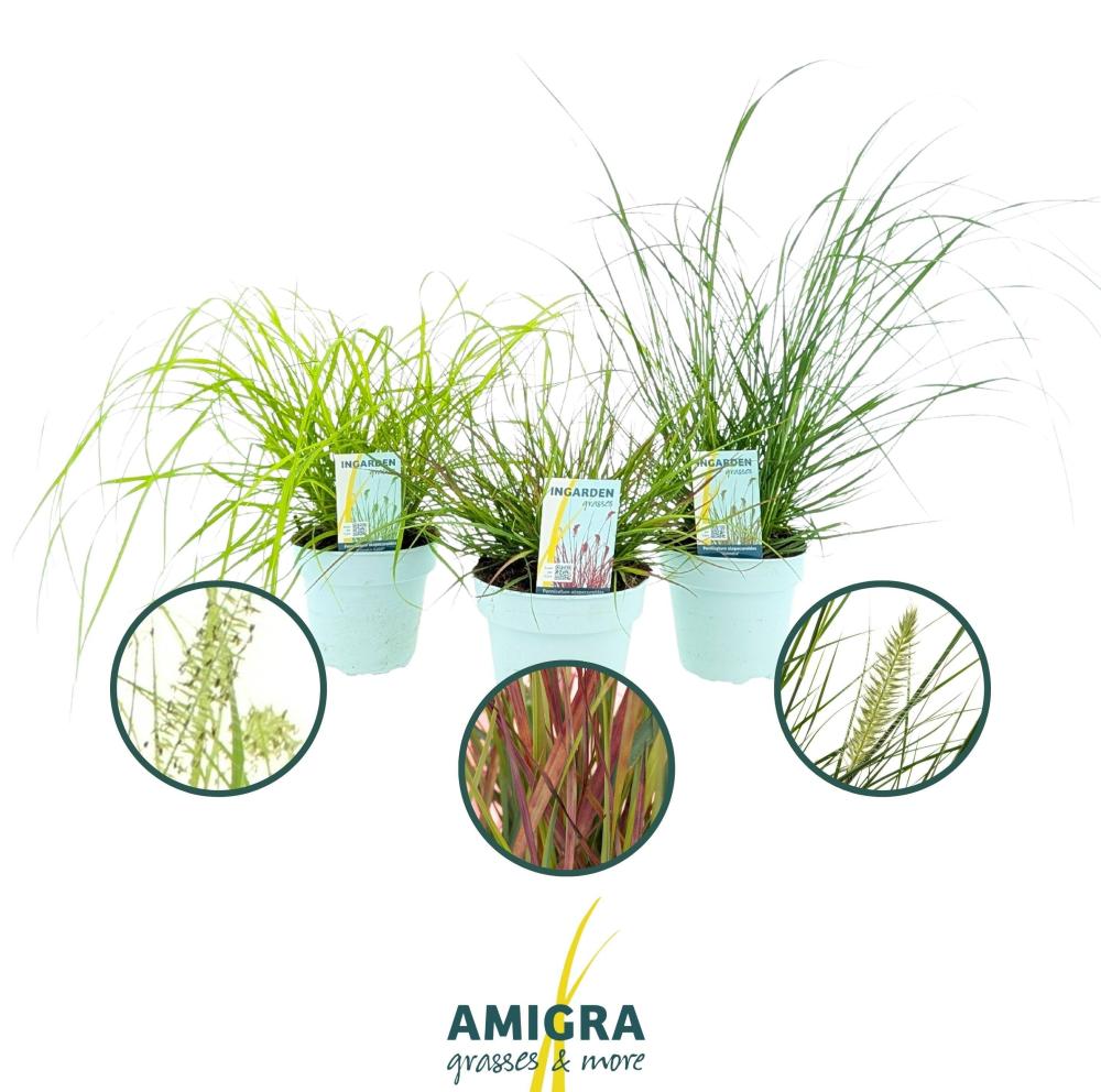pennisetum