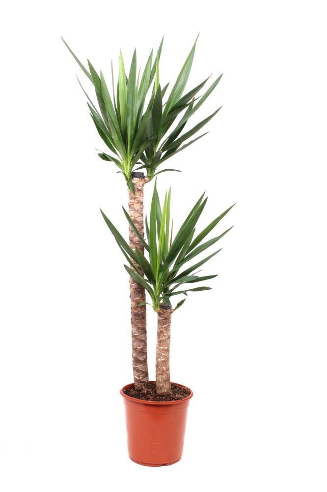 yucca