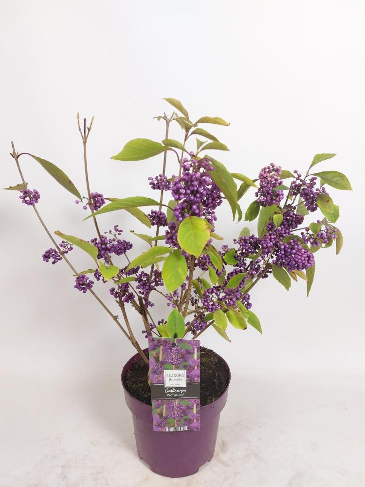 Callicarpa